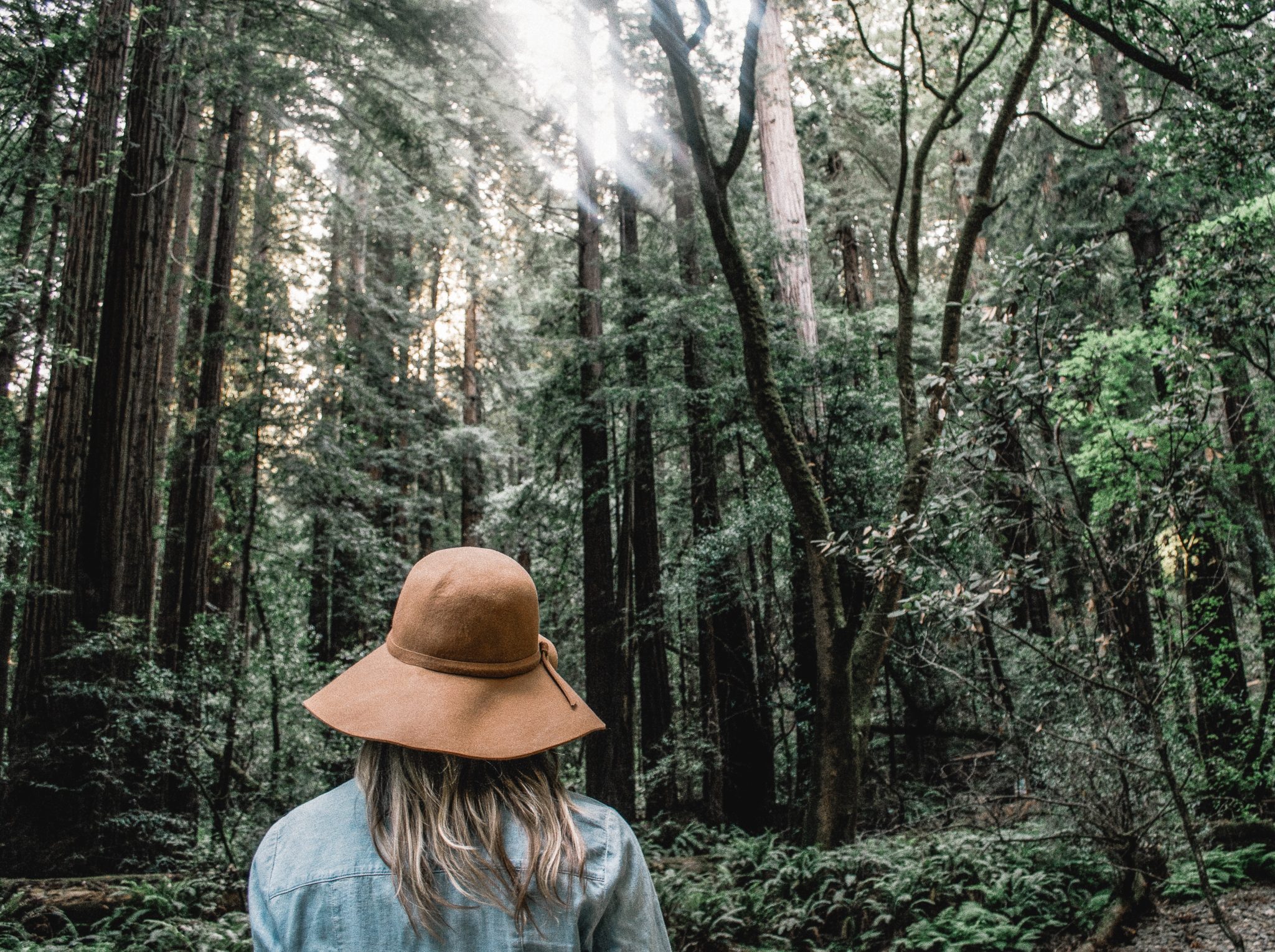 Muir Woods Redwood Forest San Francisco Escape - CaliQuests
