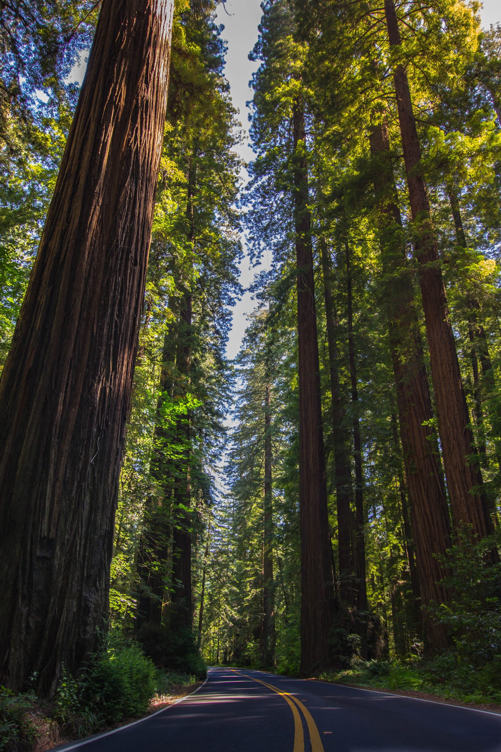 Redwood National Park- The Top 9 California National Parks | CaliQuests